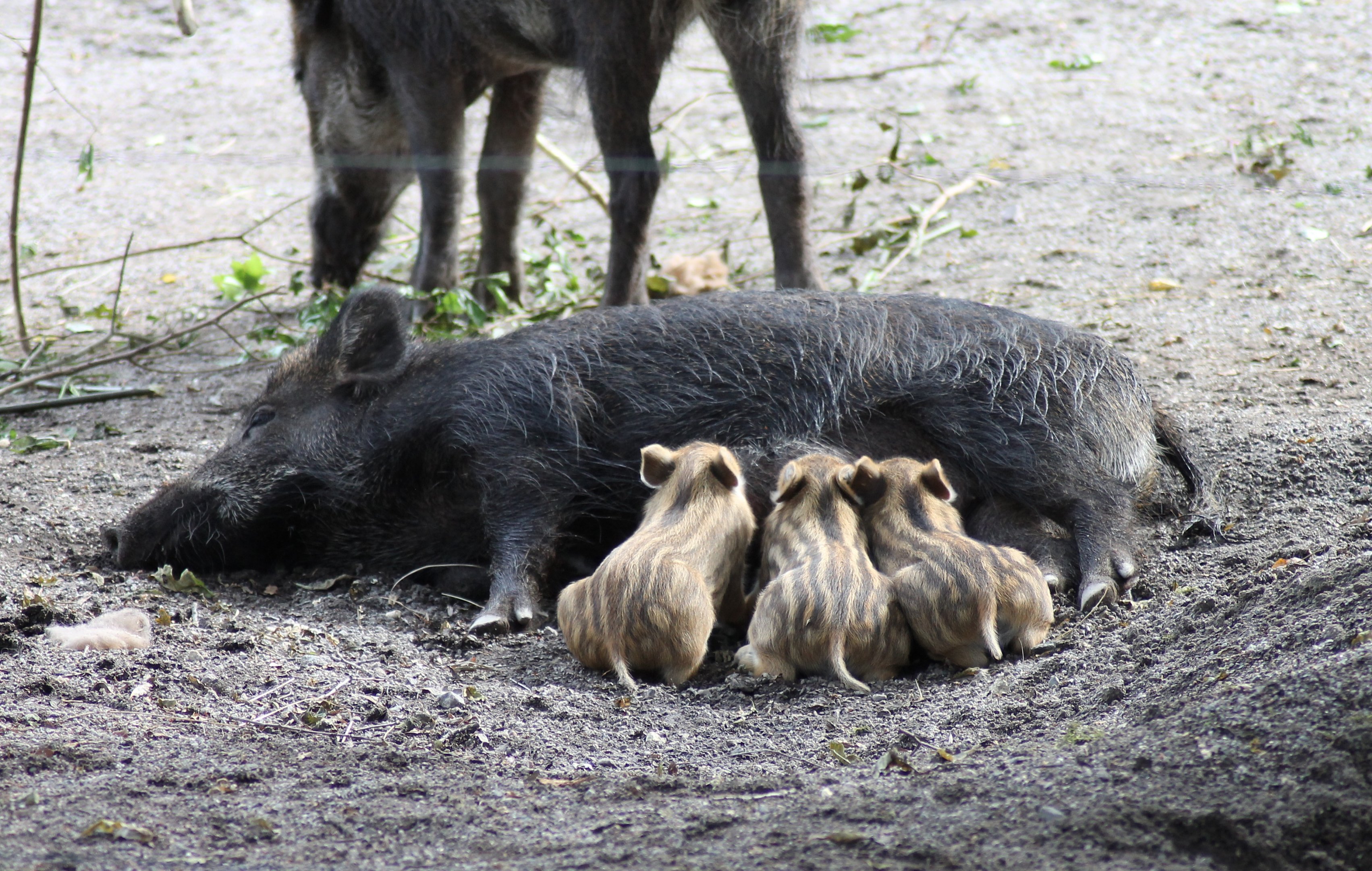 Wild boars