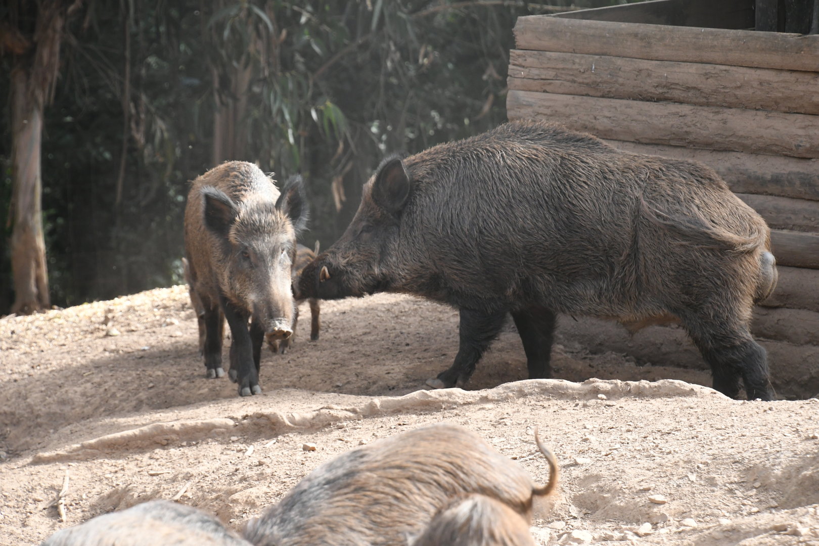 Wild Boars