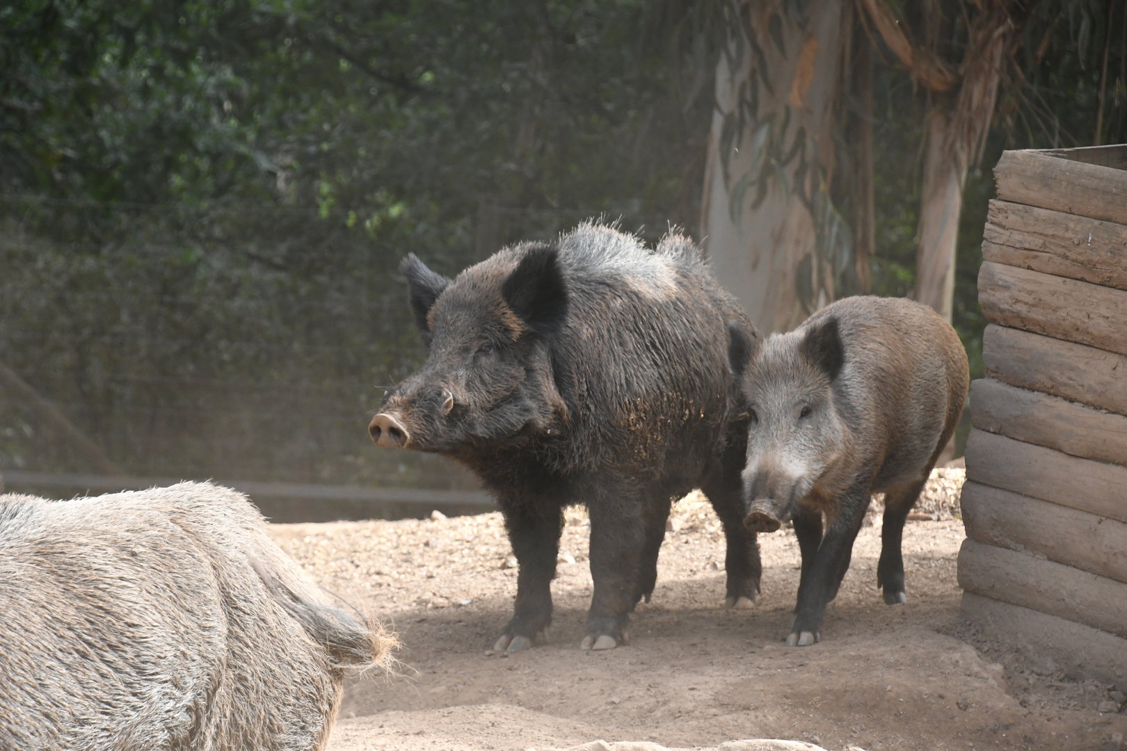 Wild Boars