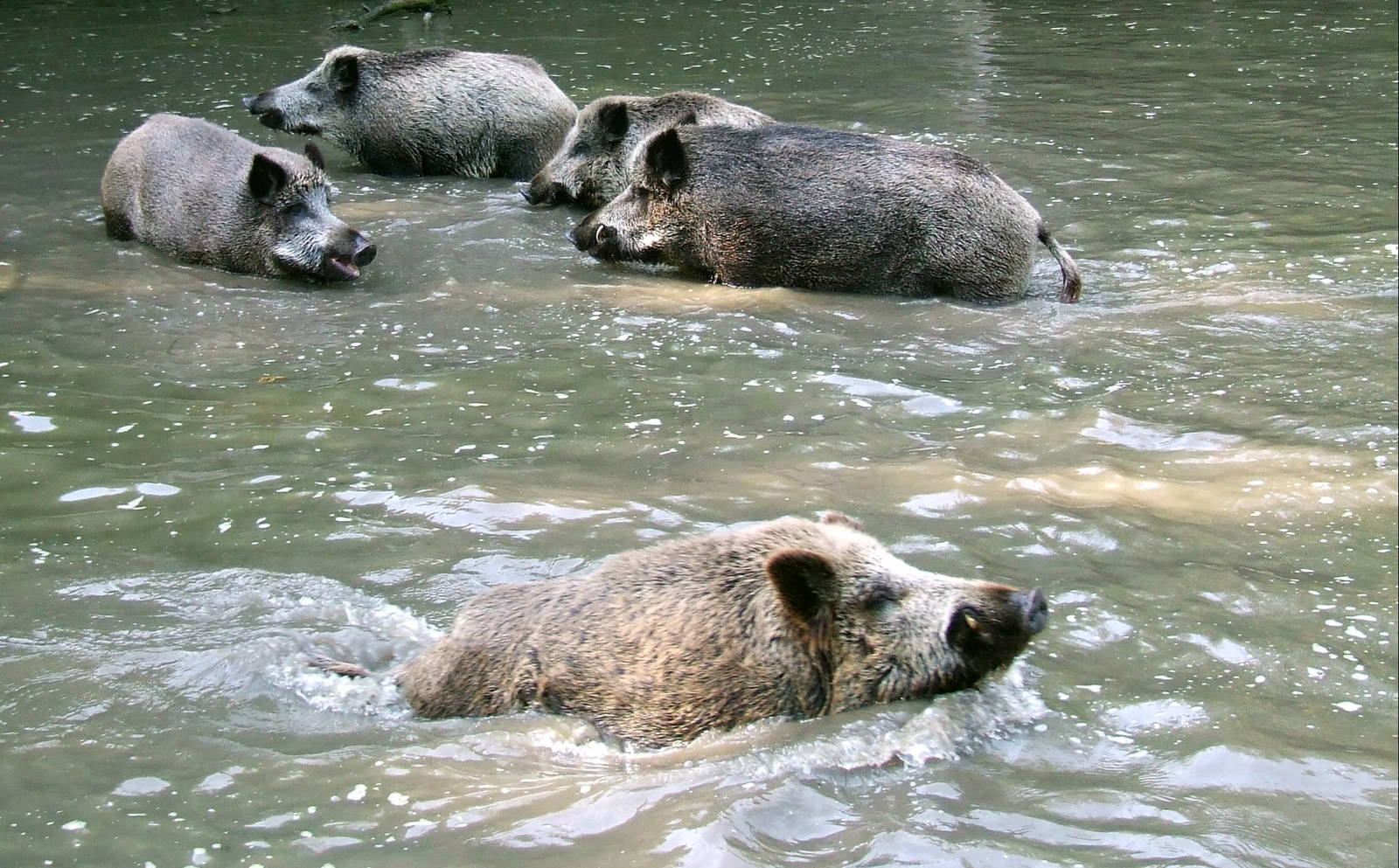 Wild Boars