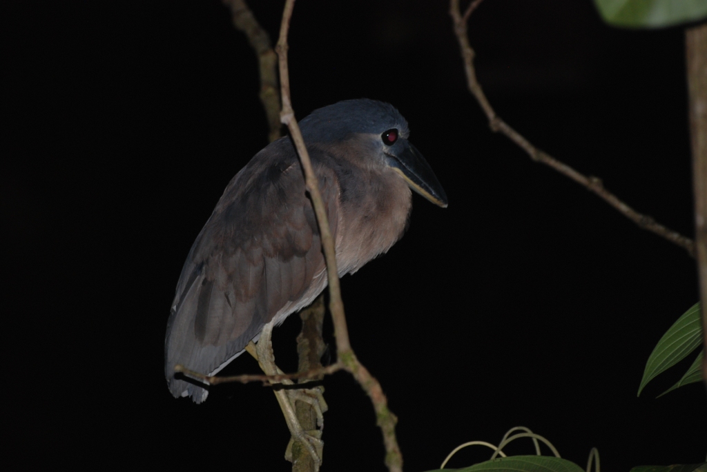 (Wild) Boat-billed Heron at Arenal Natura, 18/04/14