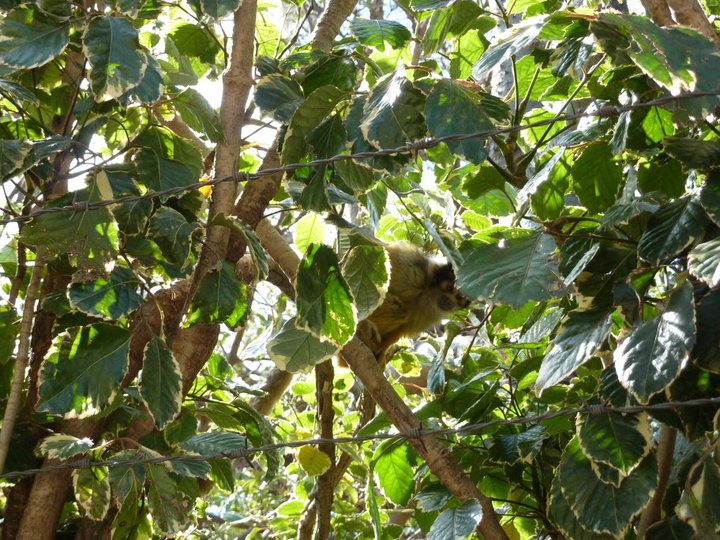 Wild Bolivian squirrel monkey
