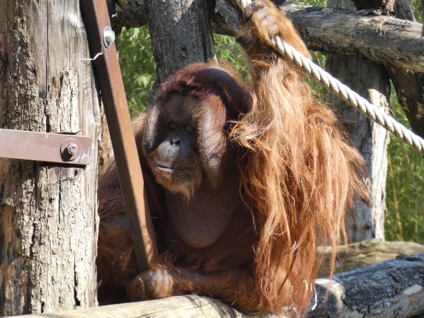Wild-born Bornean Orang-utan male
