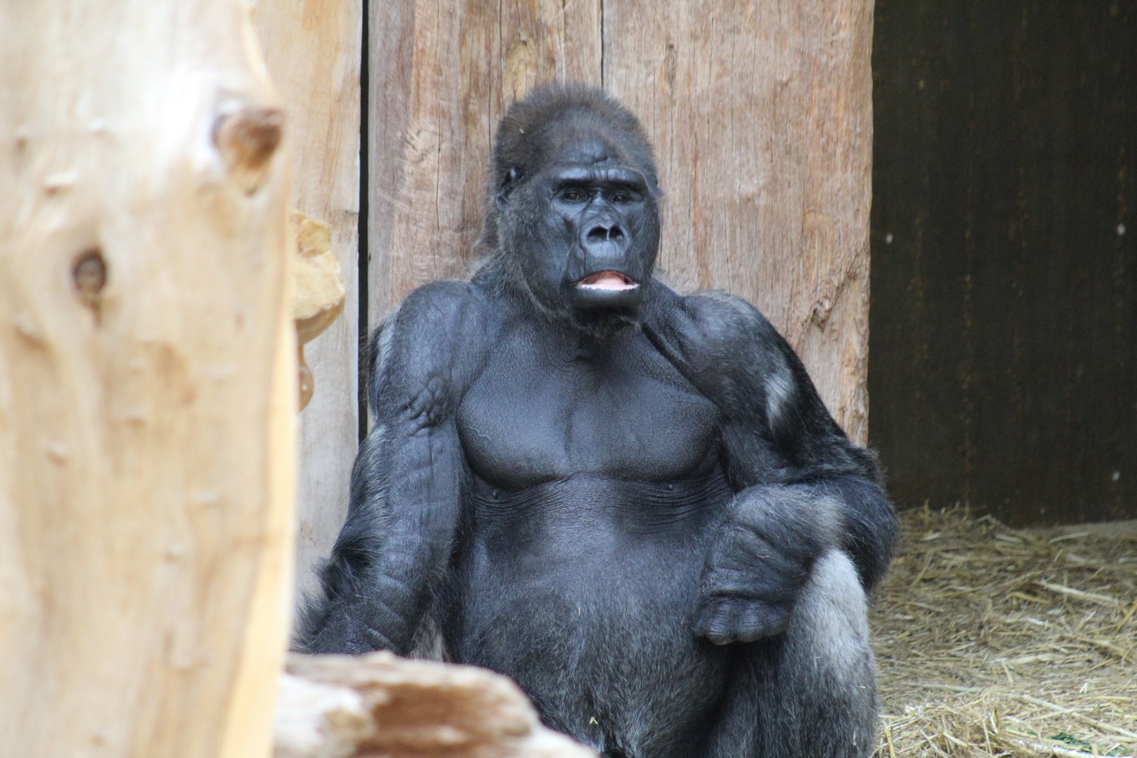 Wild-Born Gorilla
