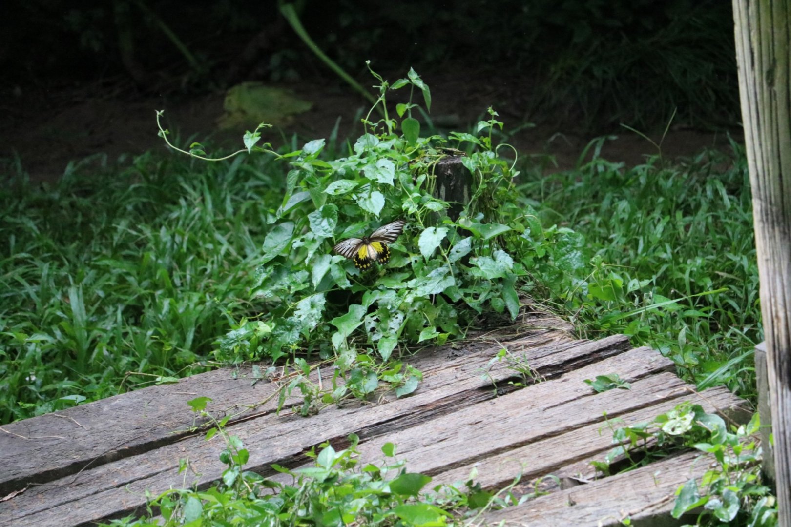 Wild Bornean birdwing, June 2016