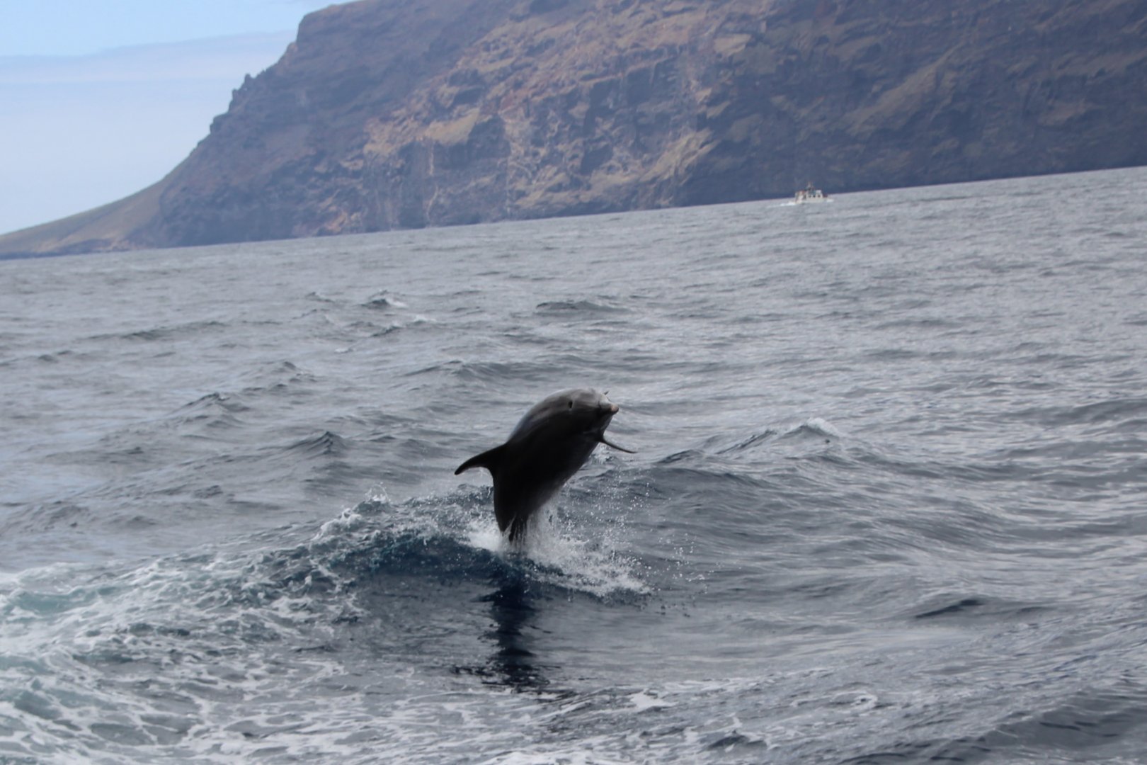 Wild Bottlenose Dolphin in Tenerife