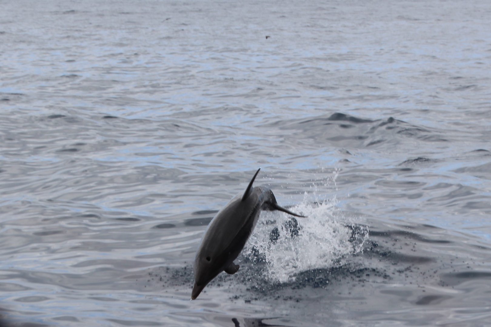 Wild Bottlenose Dolphin in Tenerife