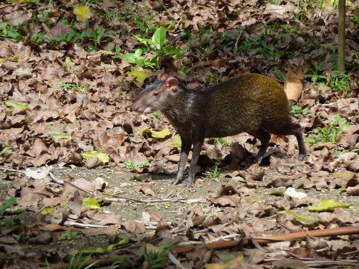 Wild Brazilian agouti