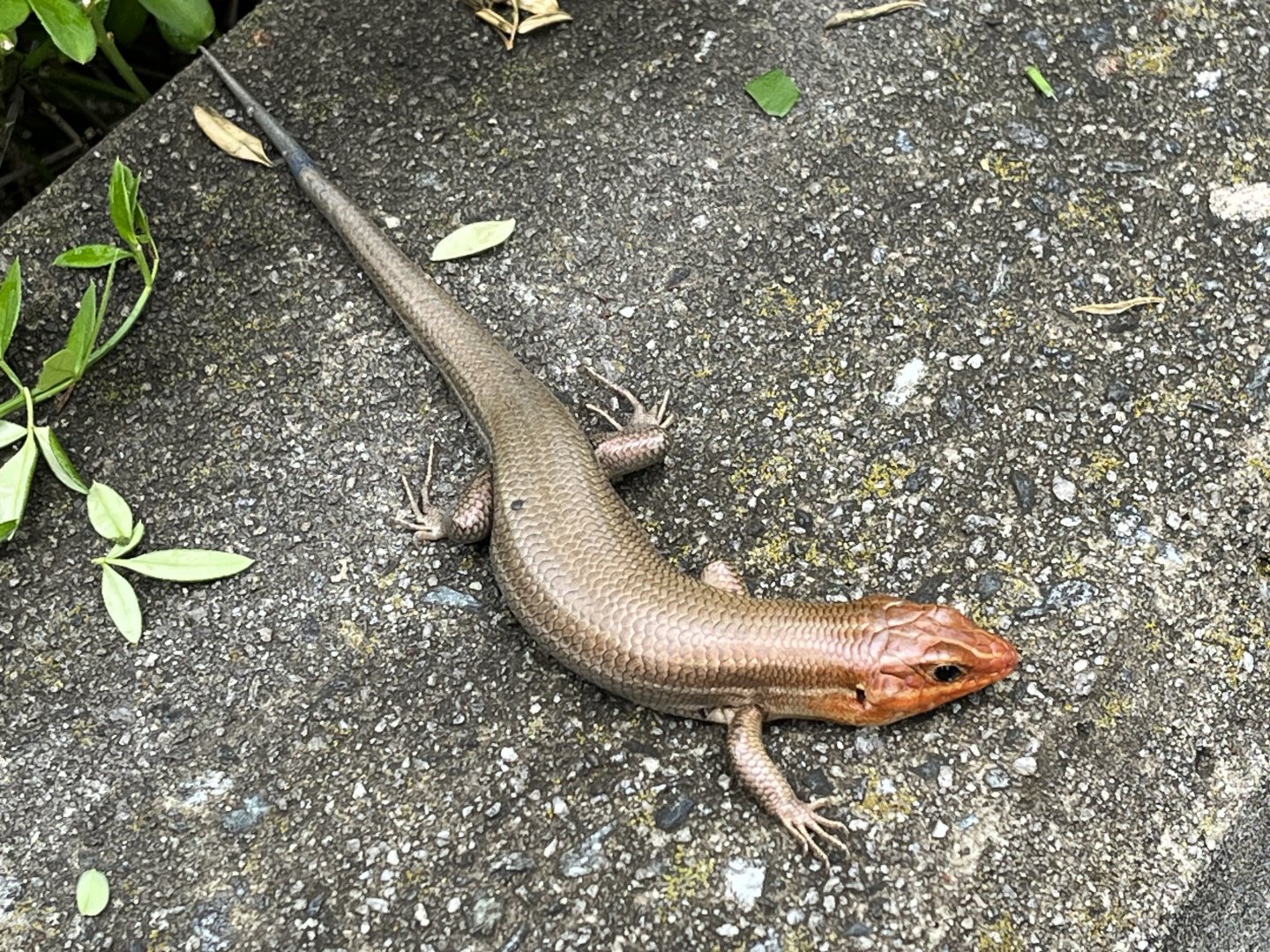 Wild Broad-headed Skink