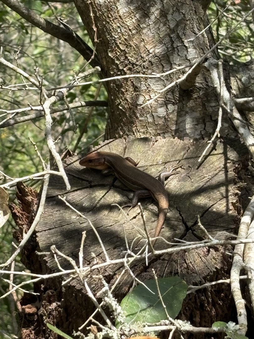 Wild Broad-headed Skink