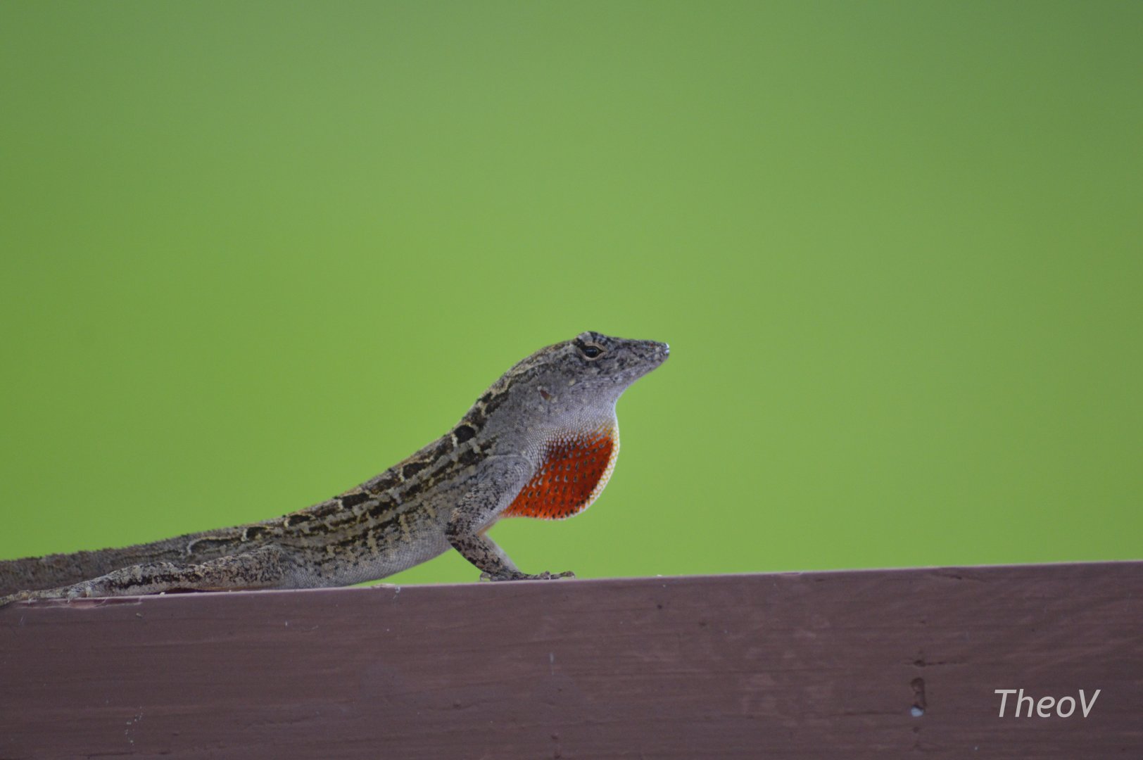 Wild brown anole [2017]