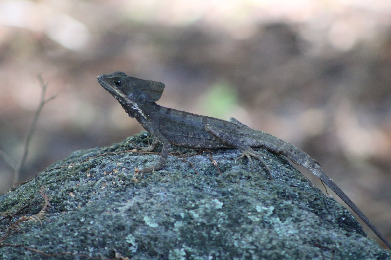 {Wild} Brown Basilisk (Basiliscus vittatus)