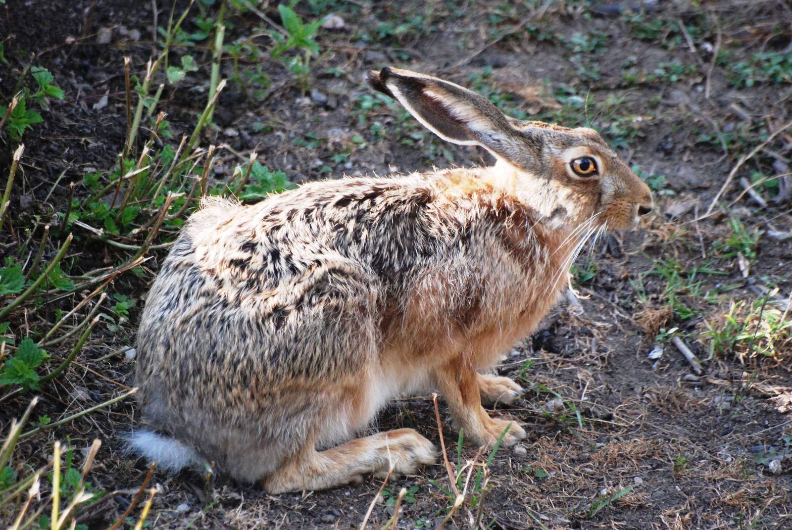 Wild Brown Hare at Usti, 29/08/12
