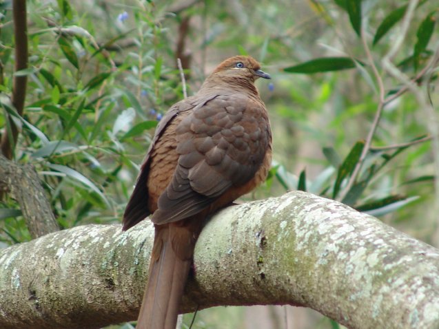 Wild Brown Pigeon