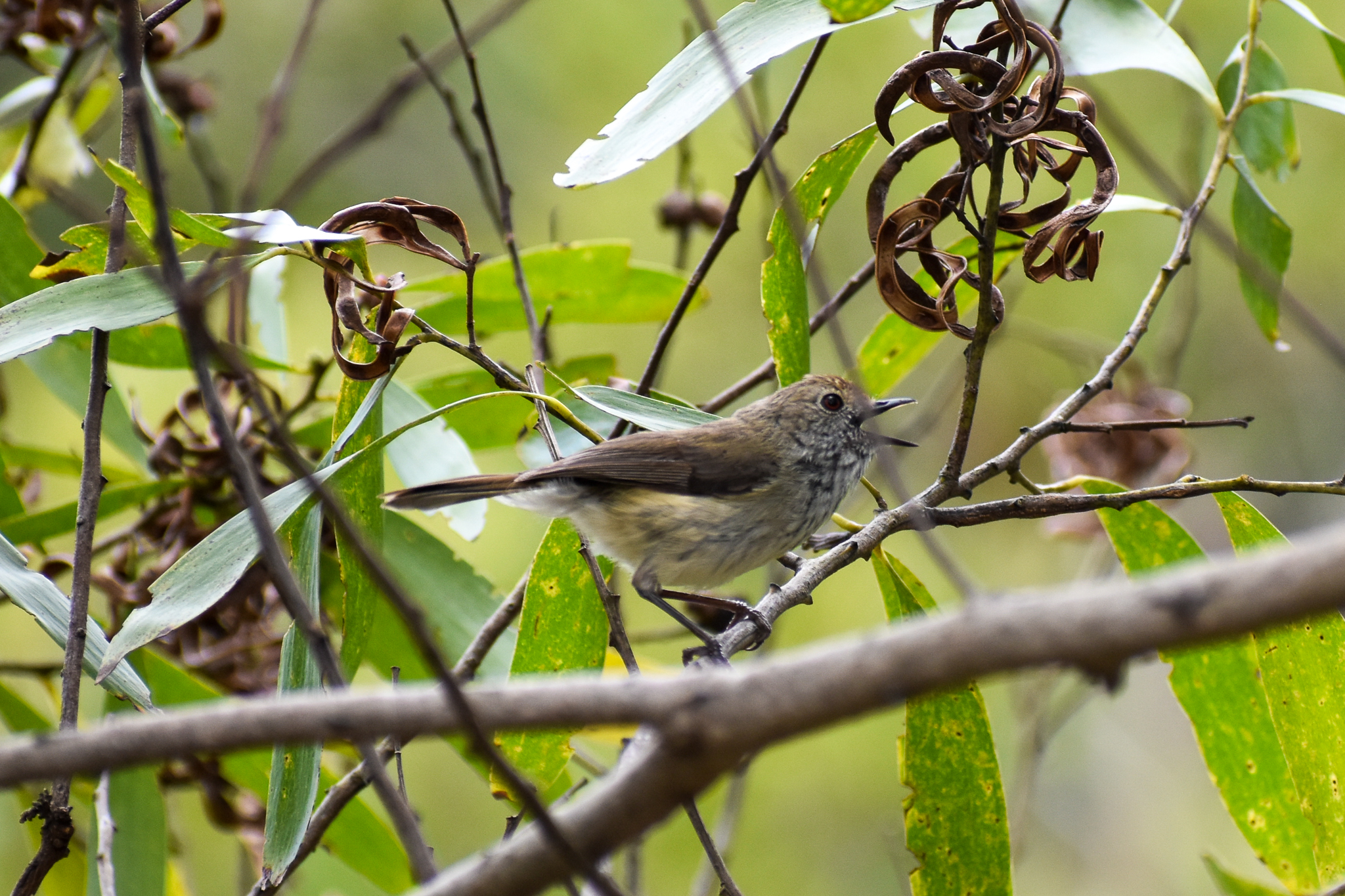wild - Brown Thornbill (Acanthiza pusilla)