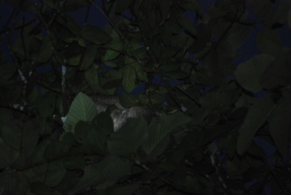 (Wild) Brown-throated Three-toad Sloth at Arenal Natura, 18/04/14