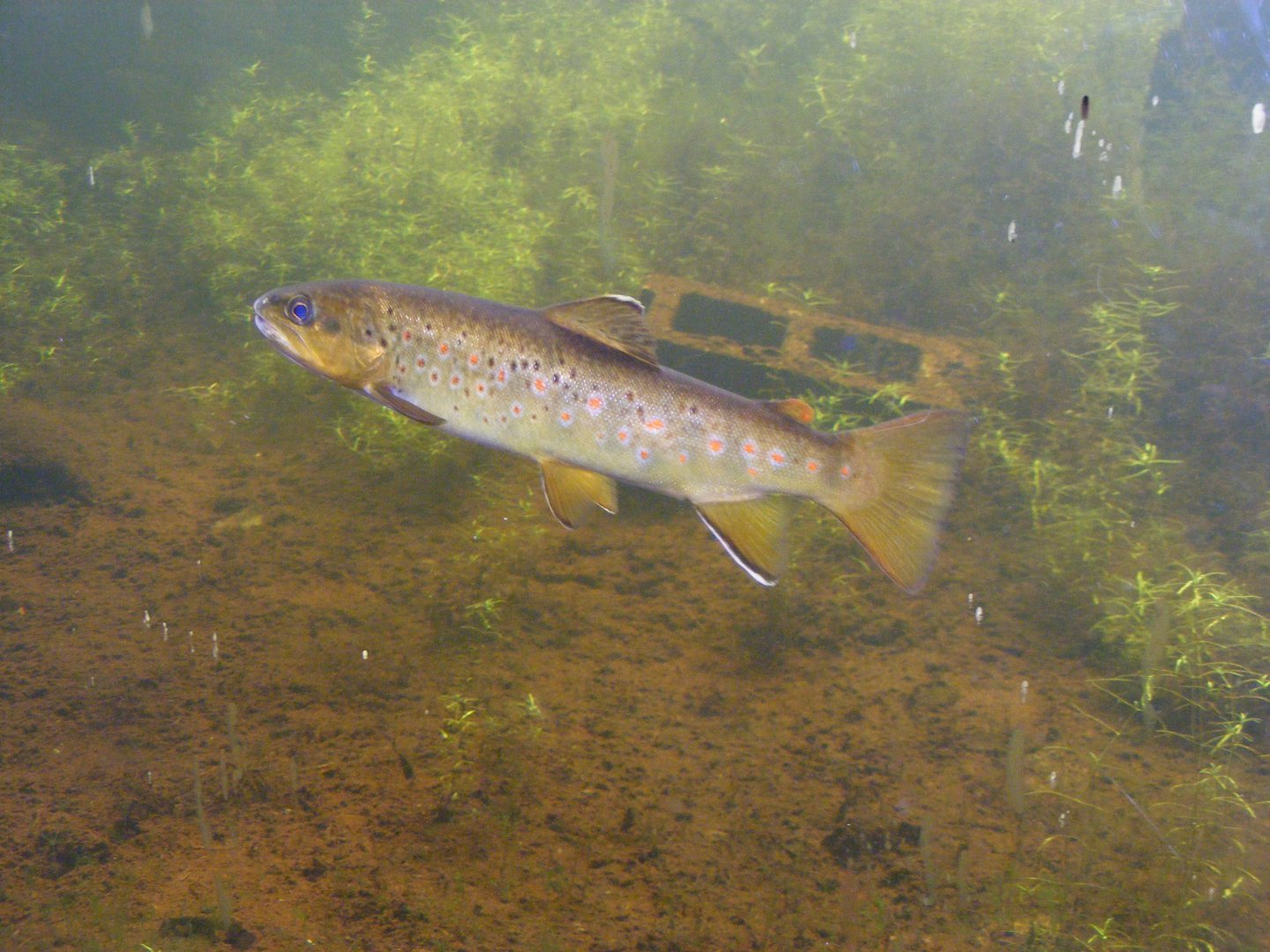 Wild Brown Trout