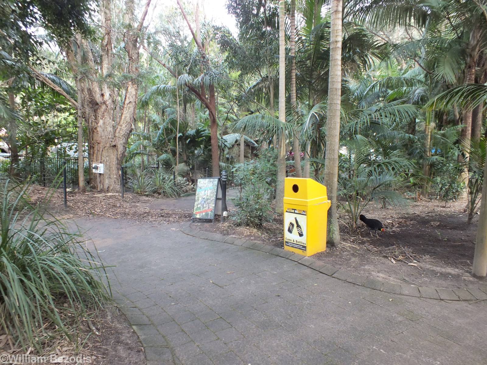 Wild Brush Turkey Making a Big Mess!