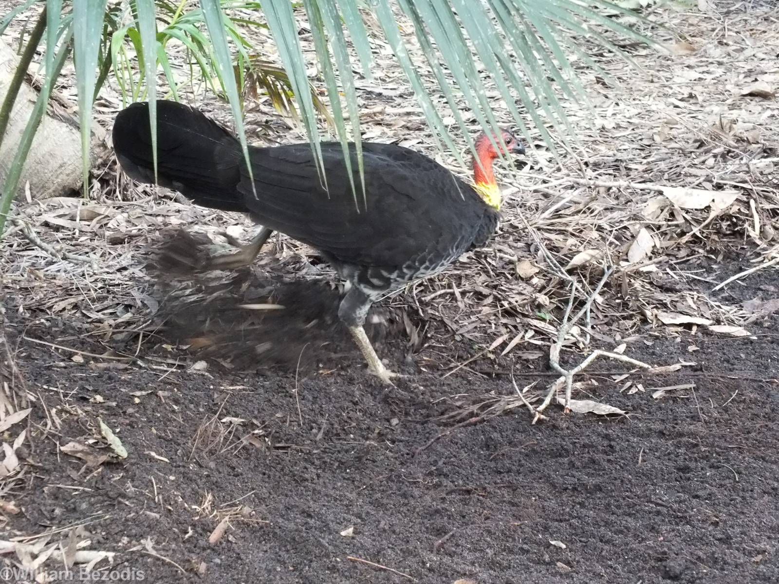 Wild Brush Turkey Moving Leaves onto its Mound