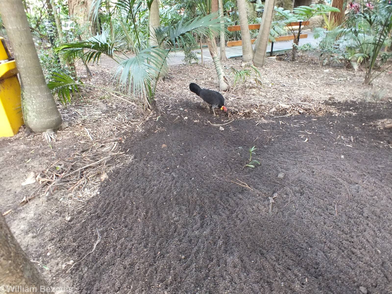Wild Brush Turkey Moving Leaves onto its Mound