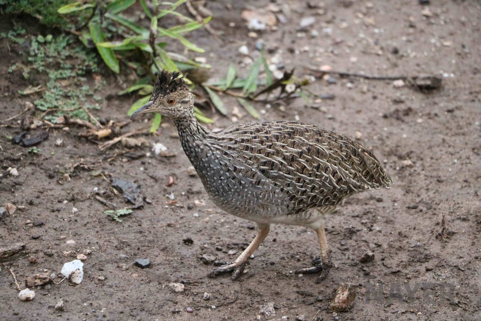 Wild brushland tinamou - Tatu Carreta, April 2016.