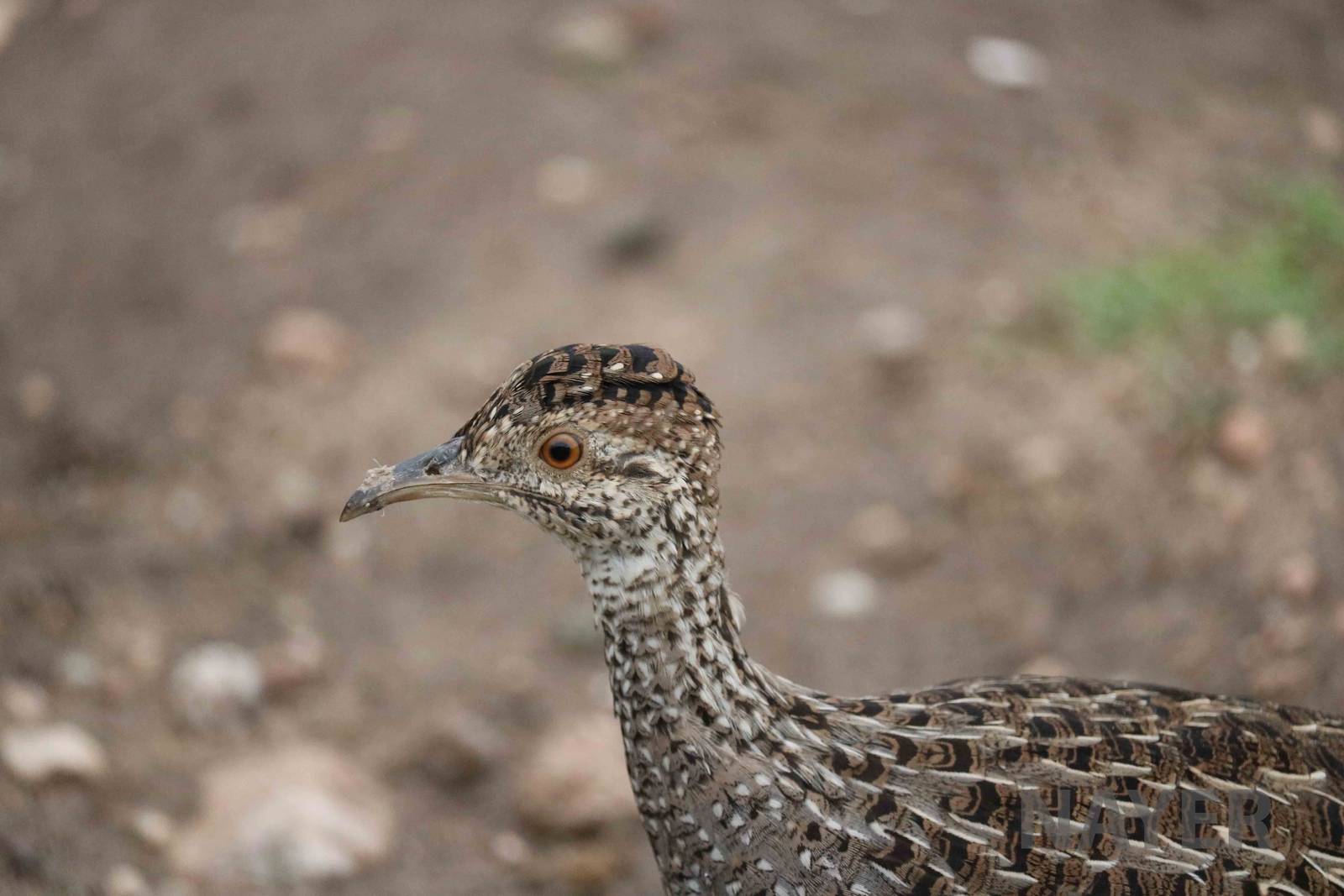 Wild brushland tinamou - Tatu Carreta, April 2016.