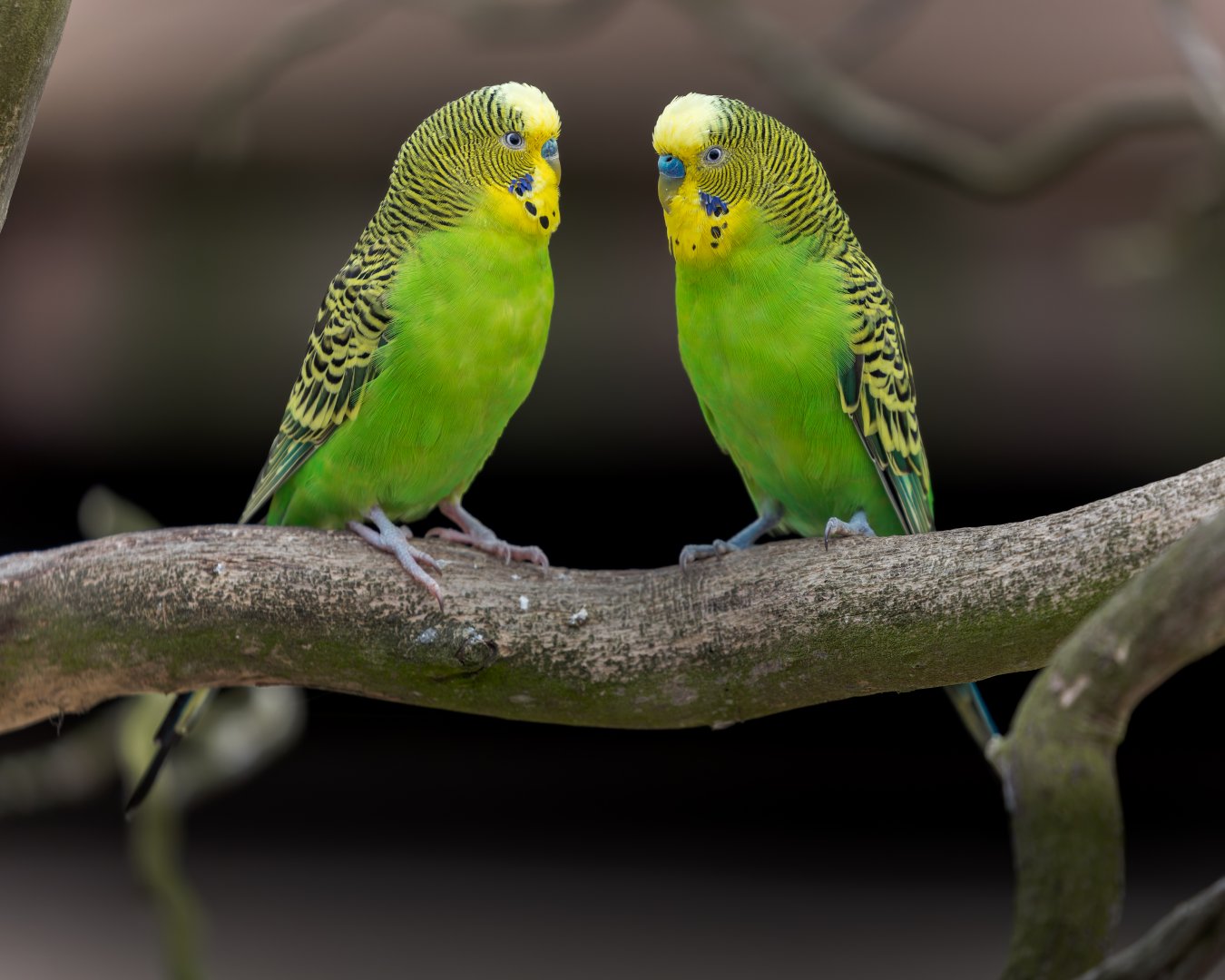 Wild Budgerigar pair  / 14-7-22 / Hamerton