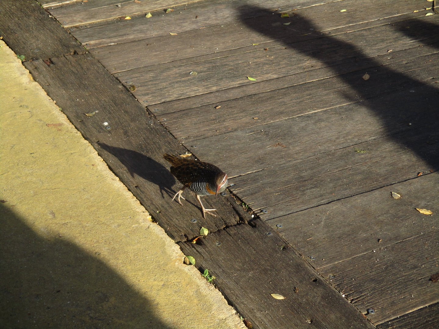 Wild Buff-banded Rail (Gallirallus philippensis) - June 2016