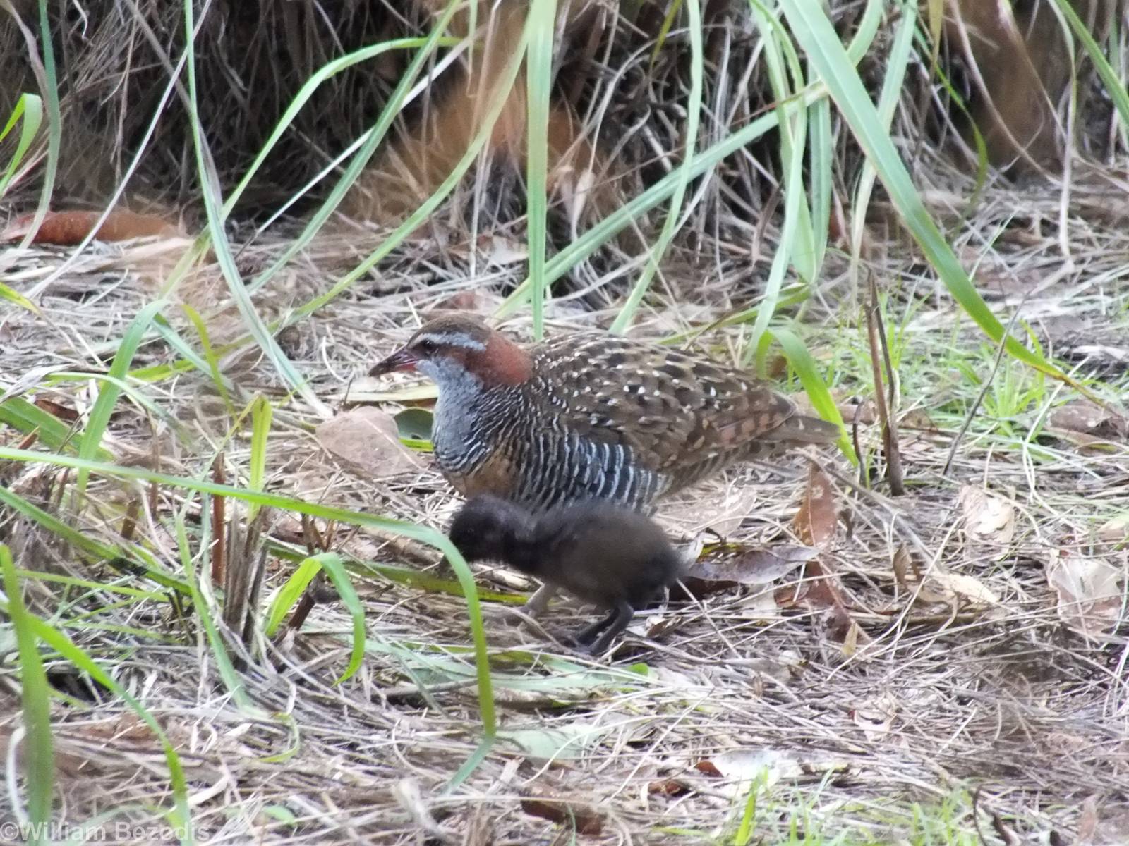 Wild Buff-banded Rail with Chick in Cassowary Enclosure - Caversham Wildlif