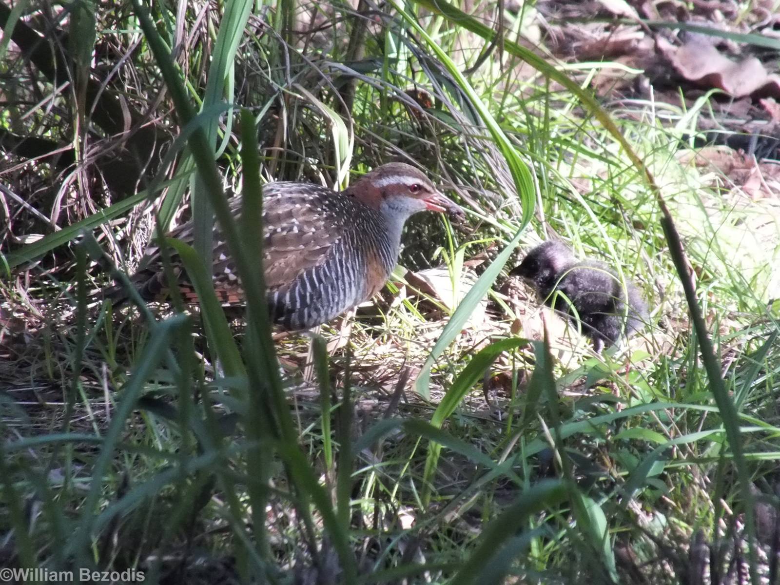 Wild Buff-banded Rail with Chick in Cassowary Enclosure - Caversham Wildlif