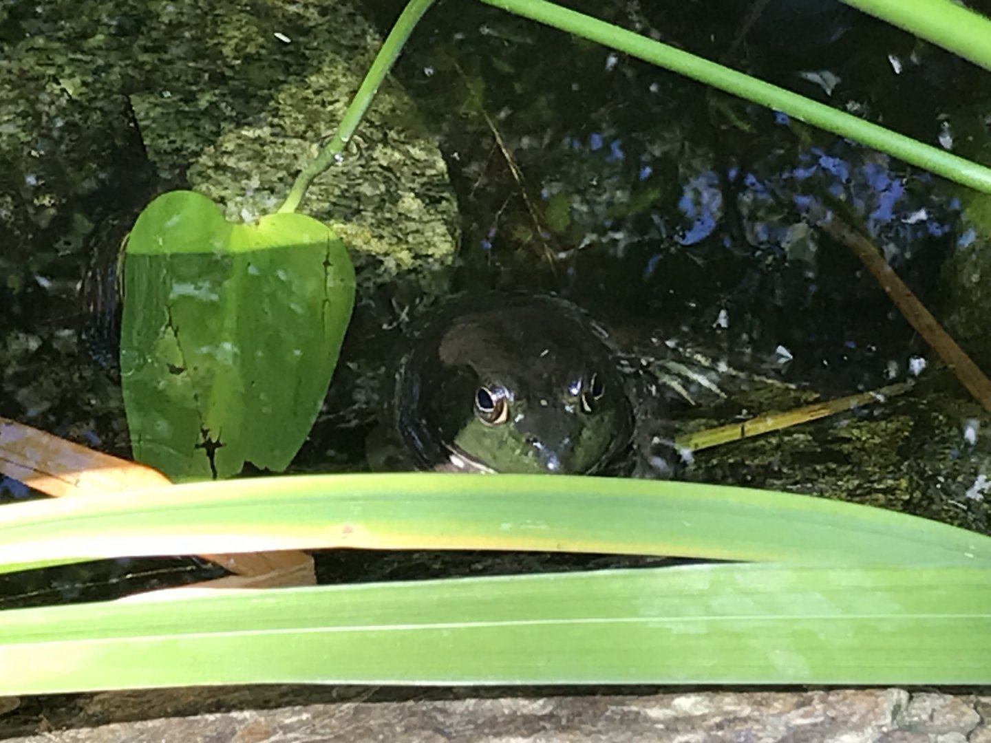 Wild Bullfrog in KidZone Pond