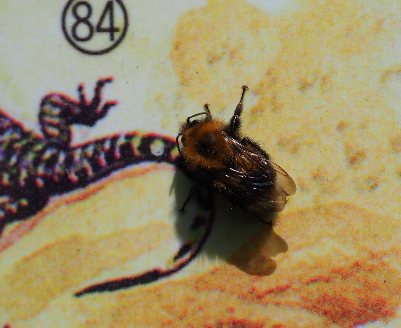 Wild bumblebee (Species unknown) on sign, 2019-06-01