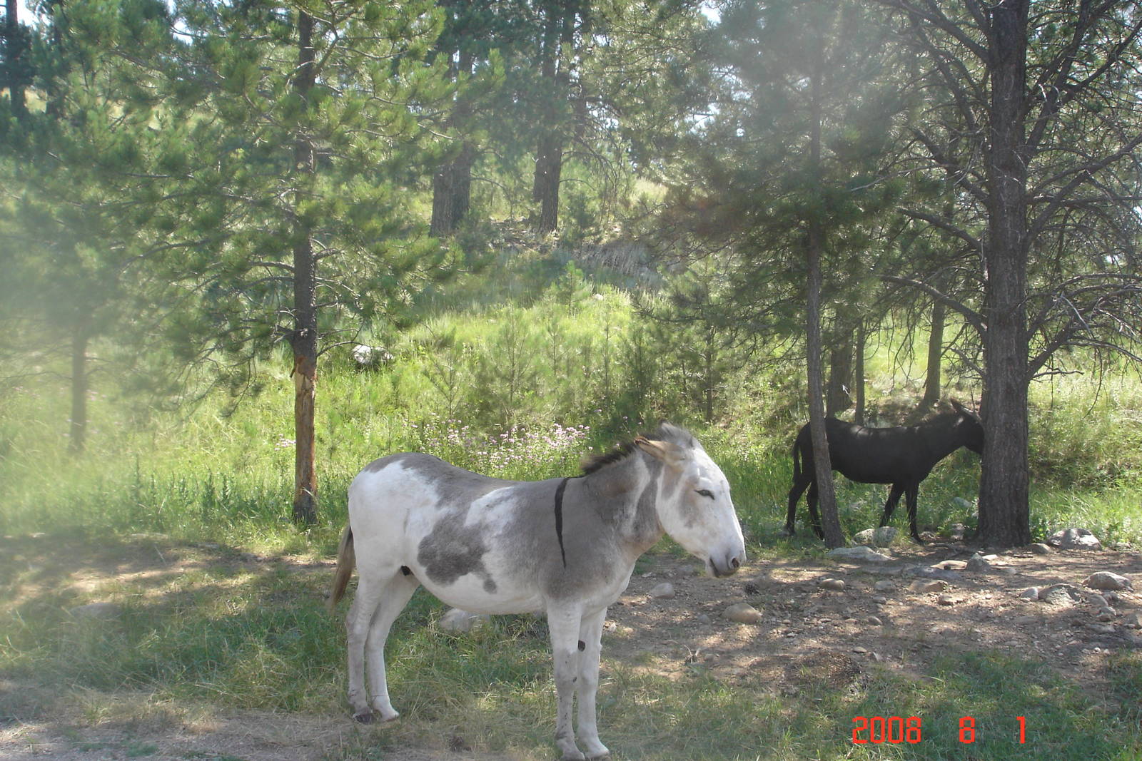 Wild Burros
