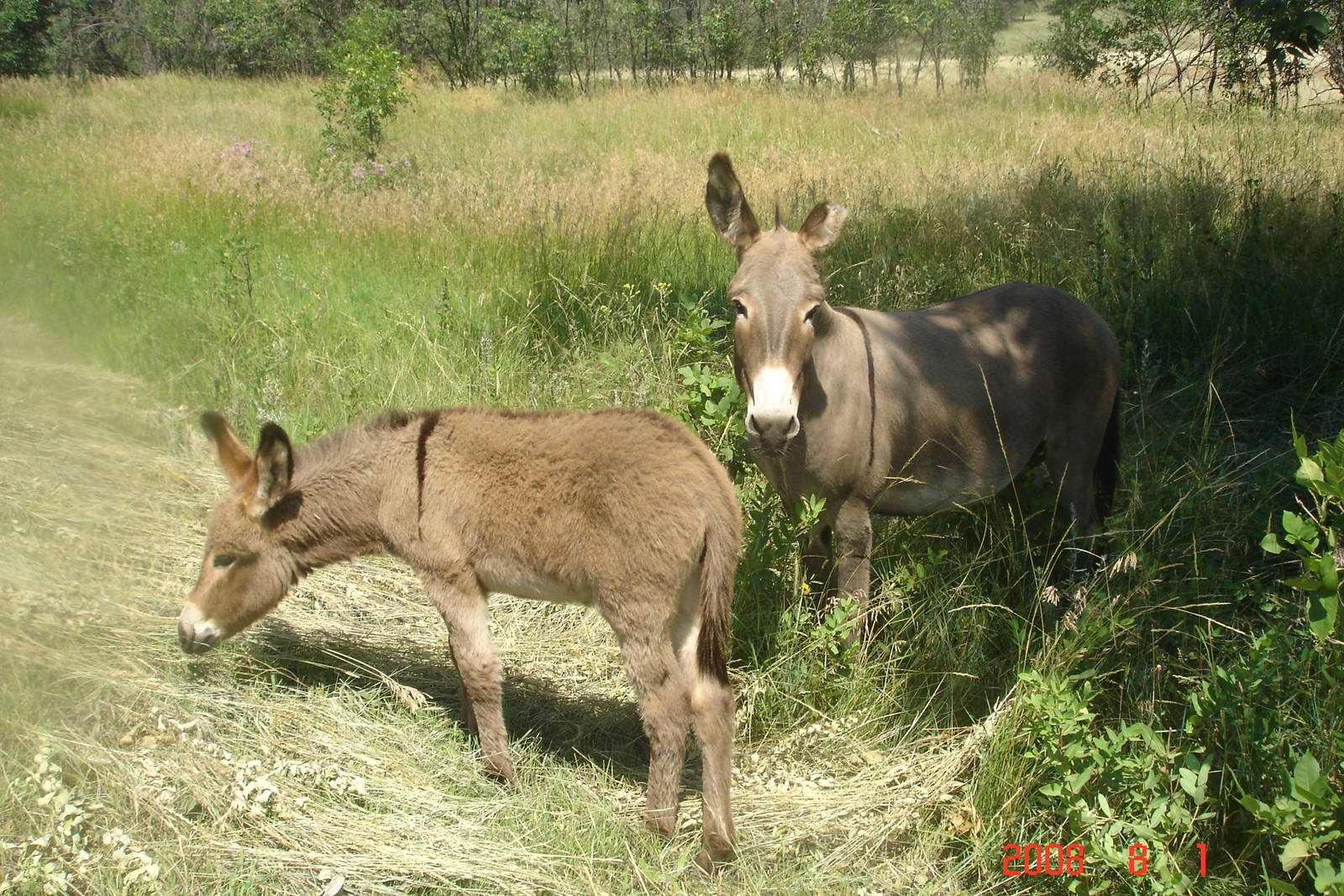 Wild Burros