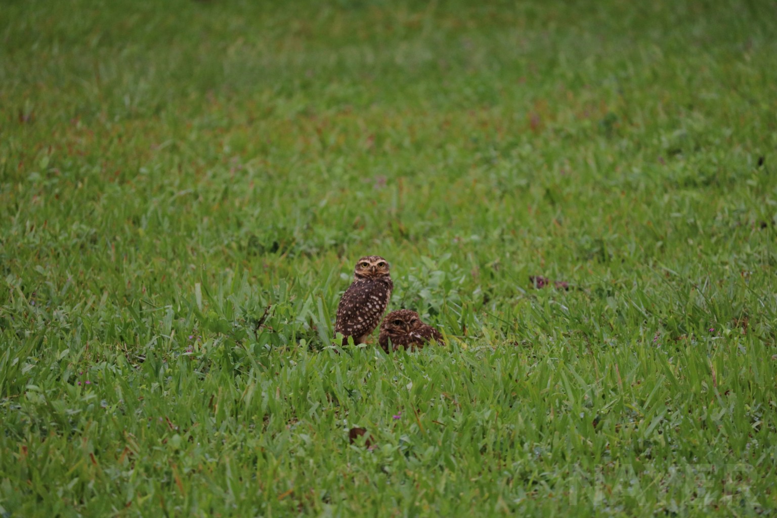Wild burrowing owls, April 2016