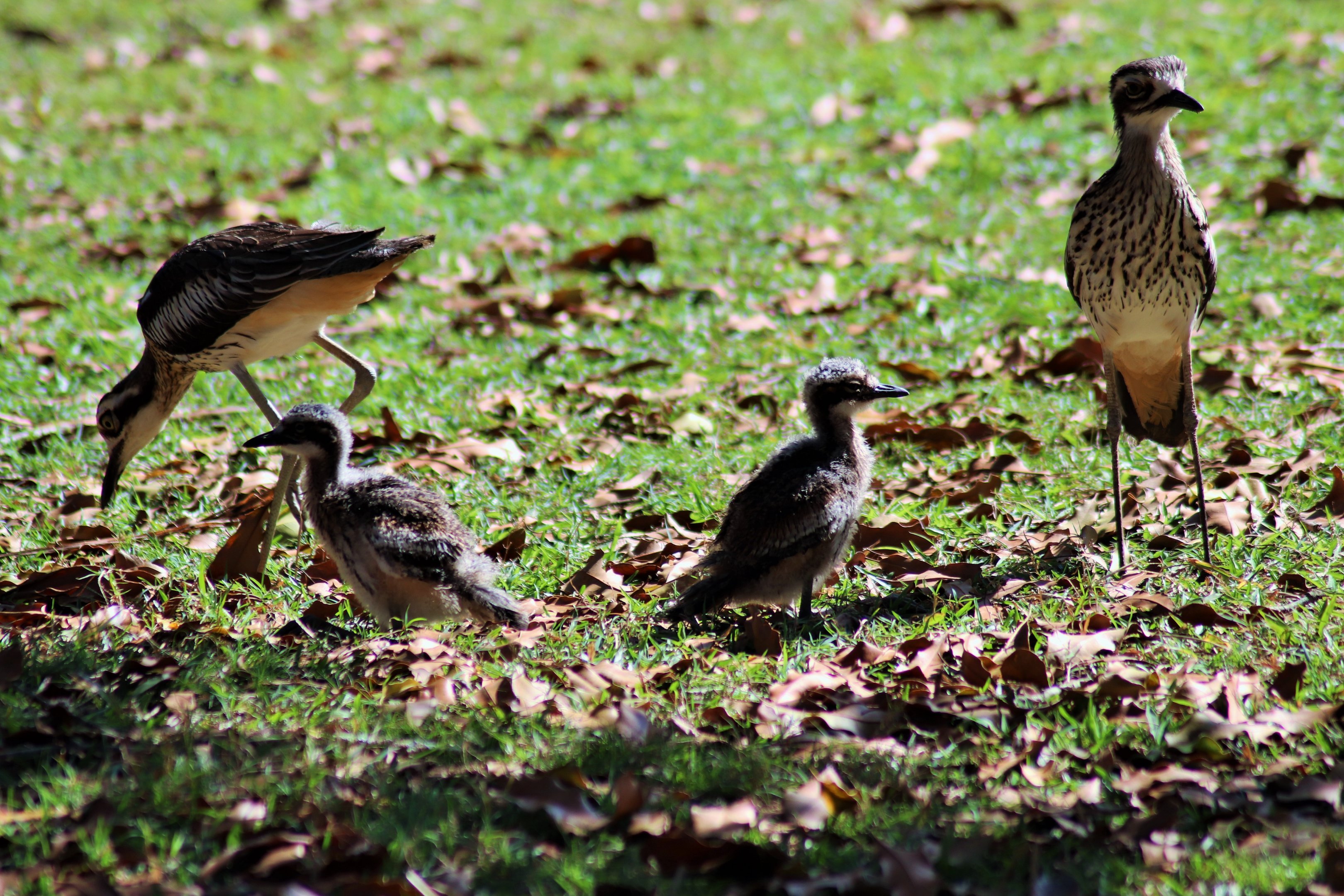 Wild Bush Stone Curlew Family (Burhinus grallarius)