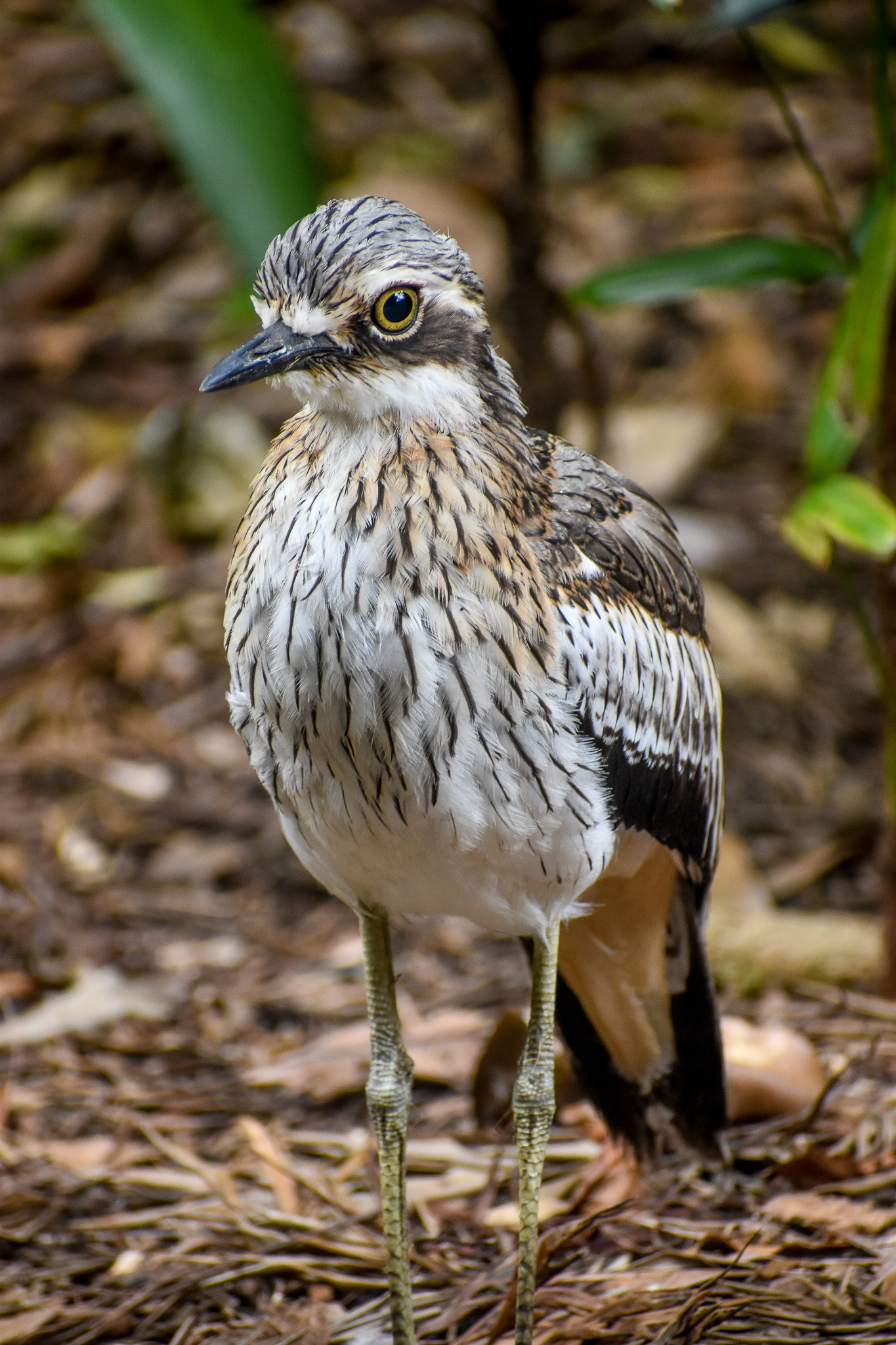 wild - Bush Stone-curlew