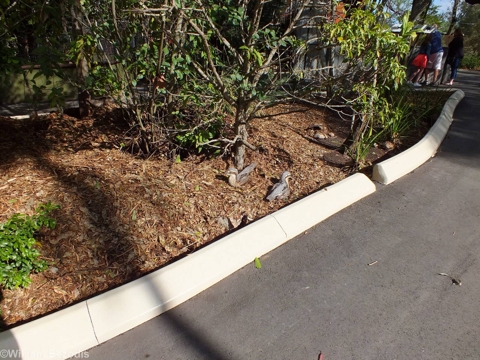 Wild Bush Stone-curlews