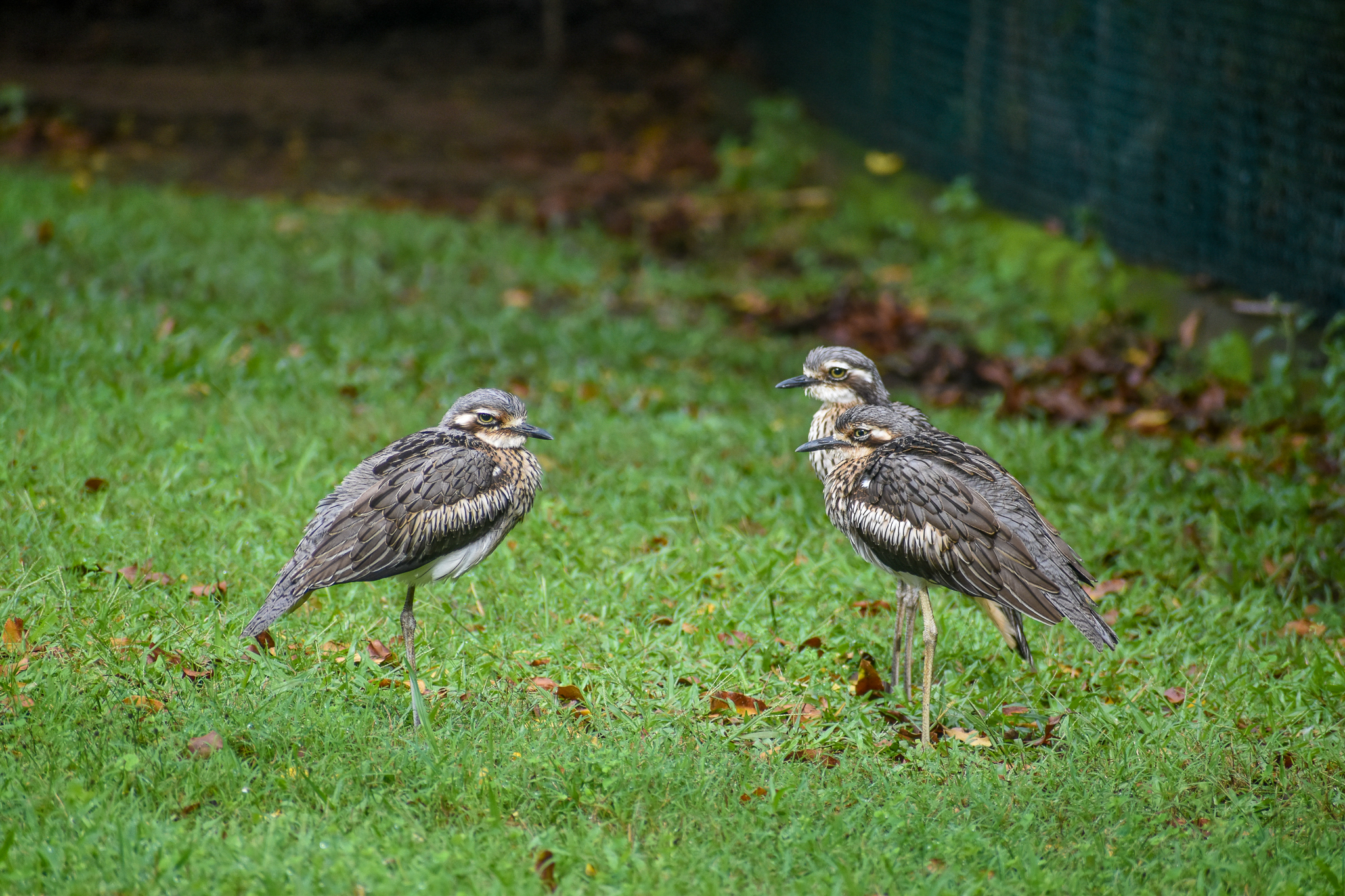 wild - Bush Stone-Curlews