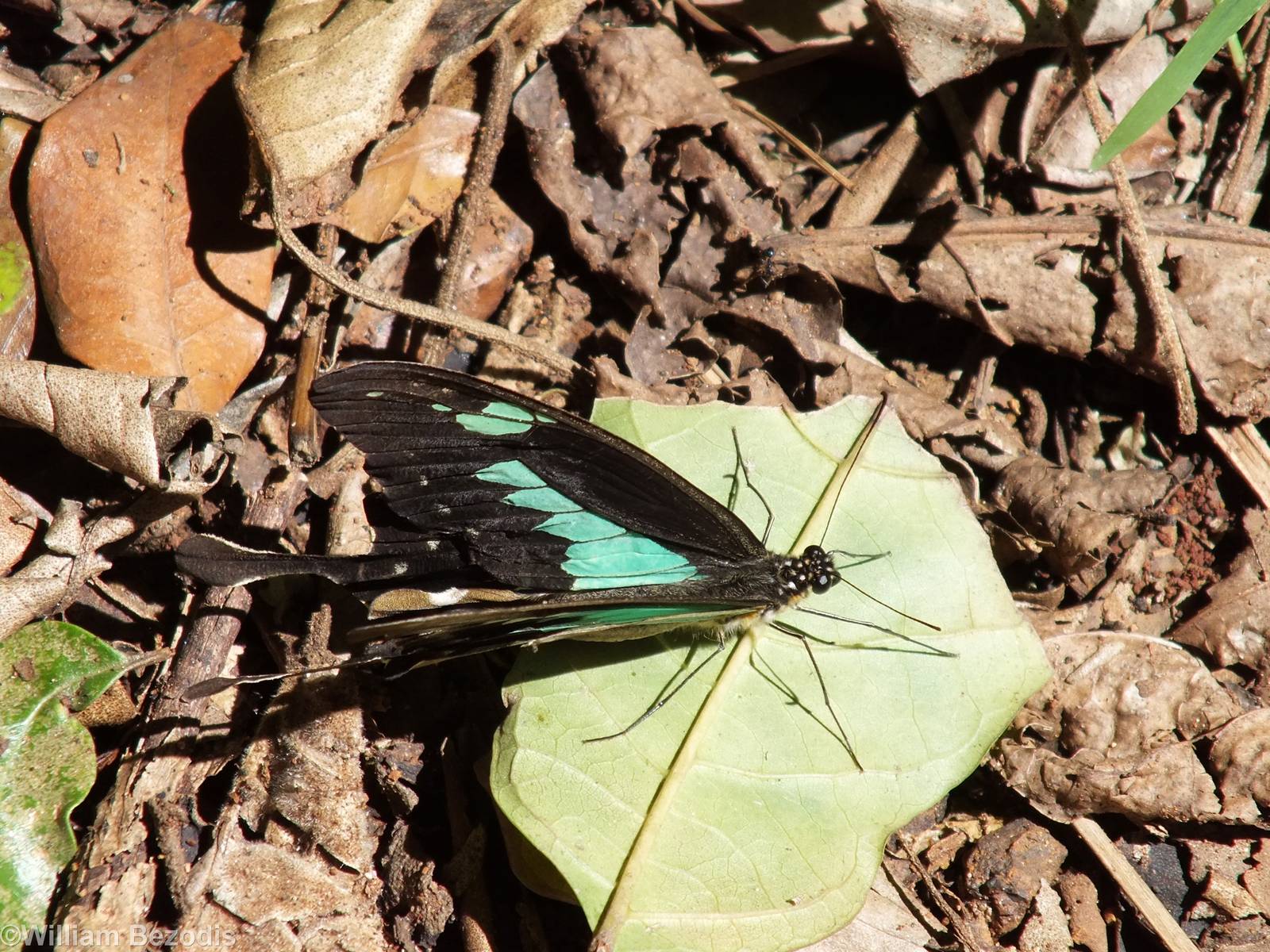 Wild Butterfly - Nairobi Safari Walk