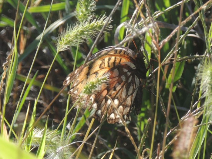 wild butterfly