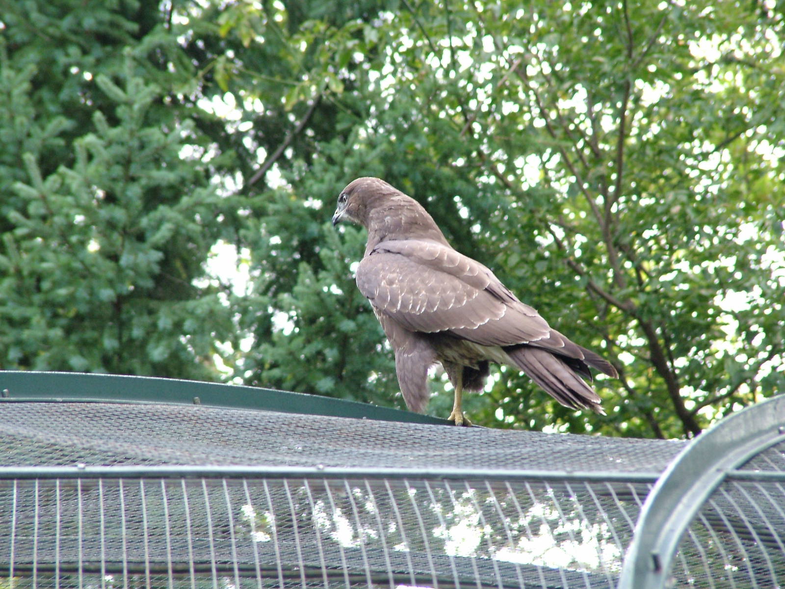 Wild Buzzard at Berlin Zoo, 31/08/11