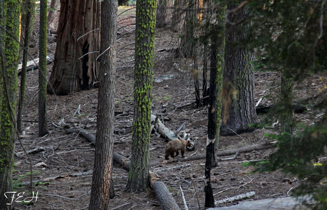 wild California black bear