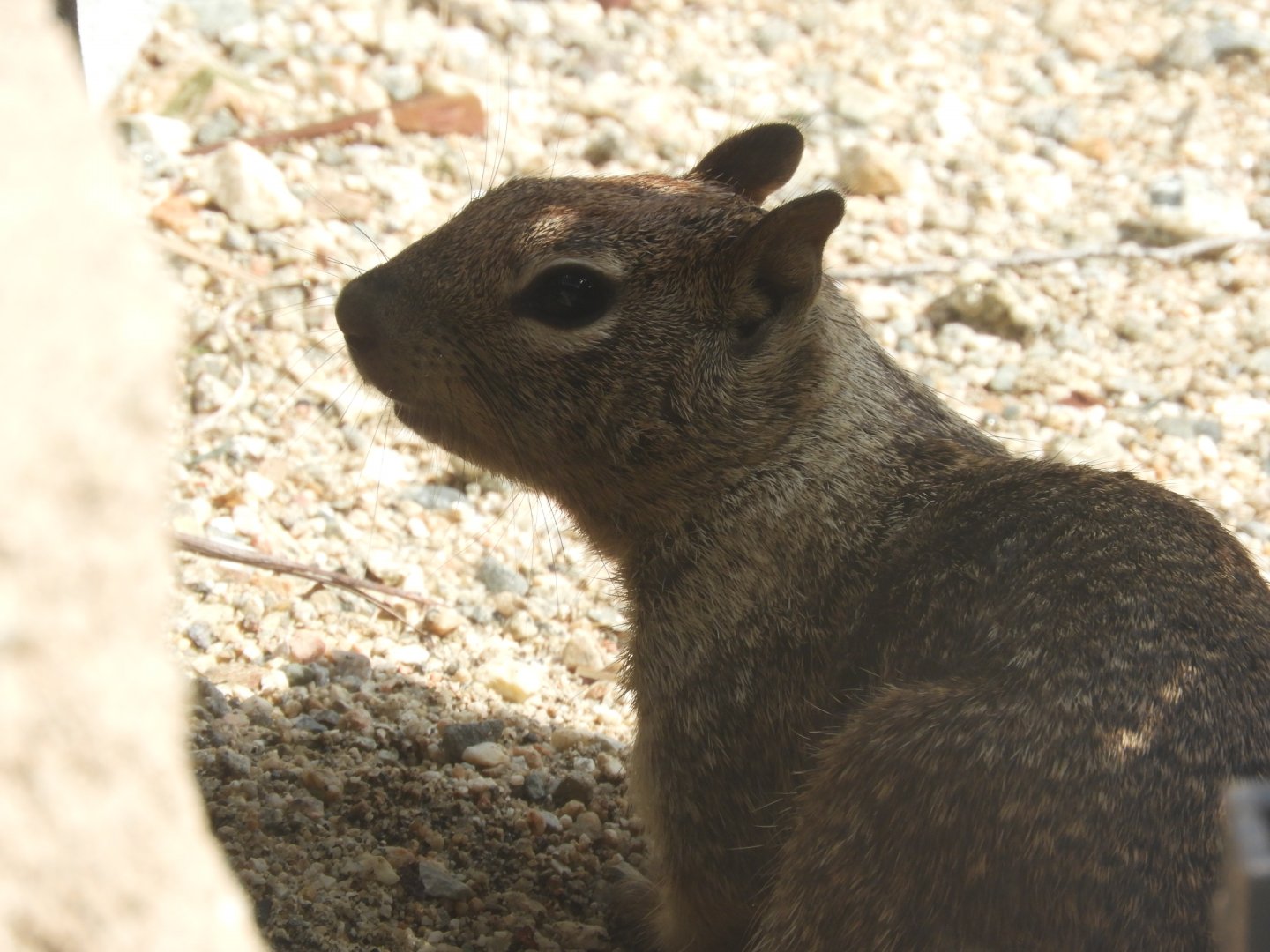 Wild California ground squirrel