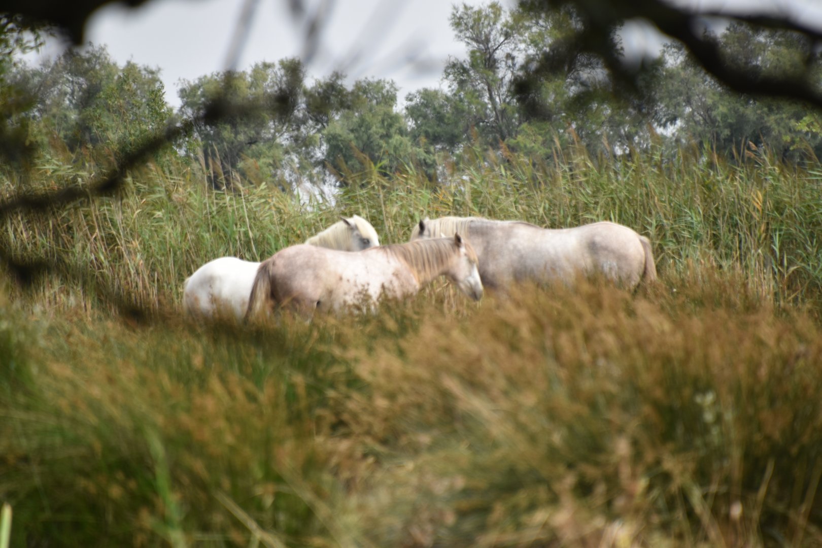 Wild Camargue horses