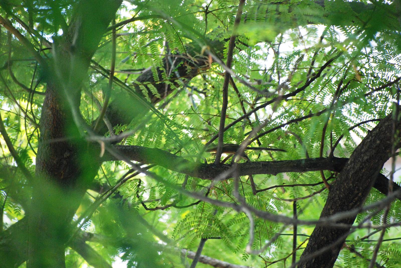 Wild Cambodian Striped Squirrel at Saigon Zoo, 16/03/12