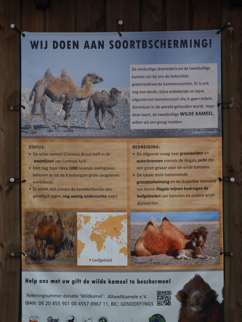 Wild camel conservation sign, 2019-04-06