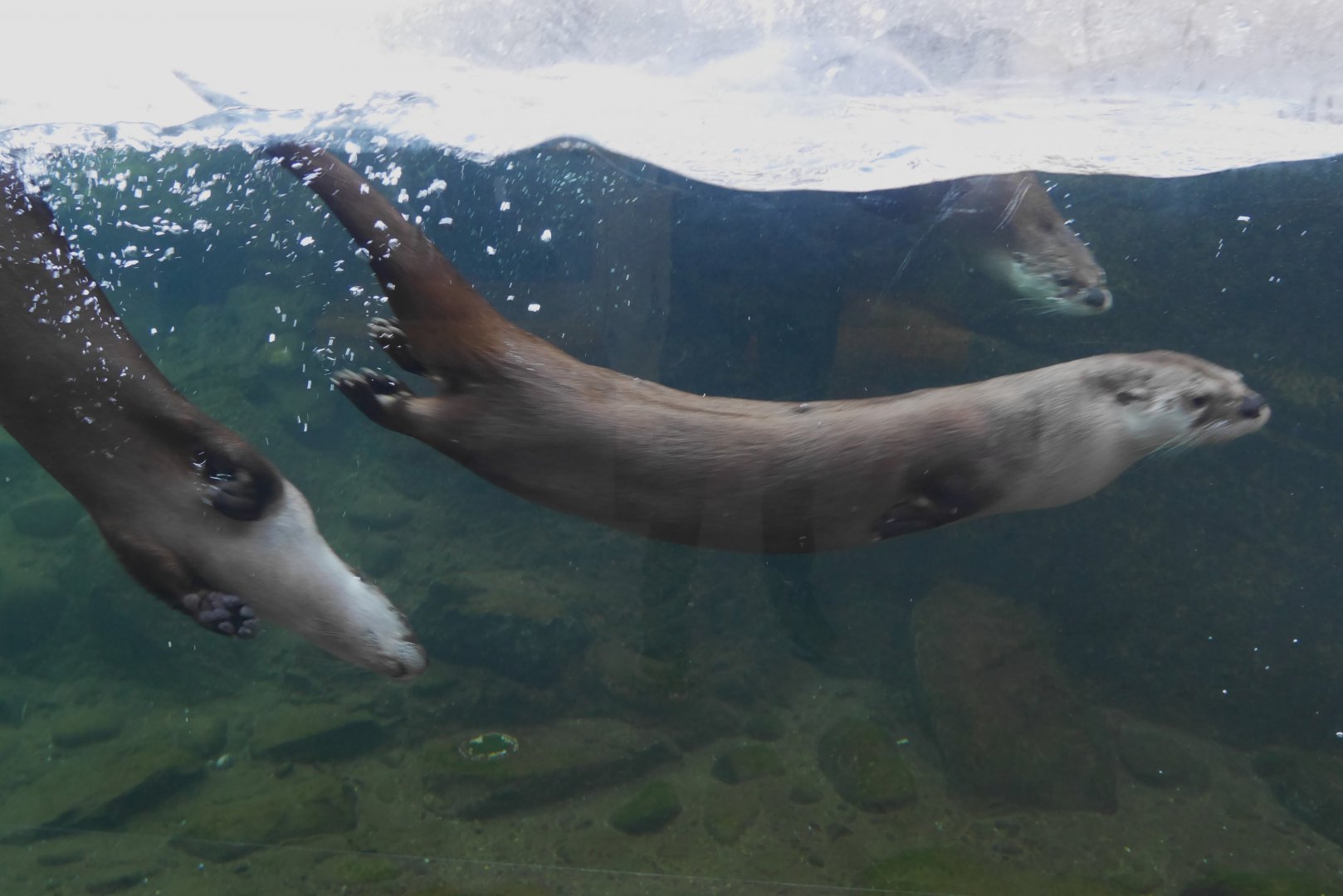 Wild Canada: BFF River Lodge Otters