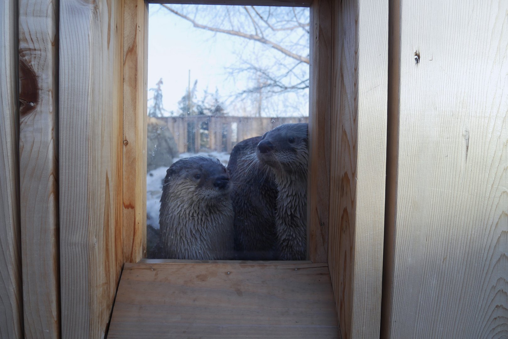 Wild Canada: BFF RL River Otter Exhibit 1 - Peek-aboo!