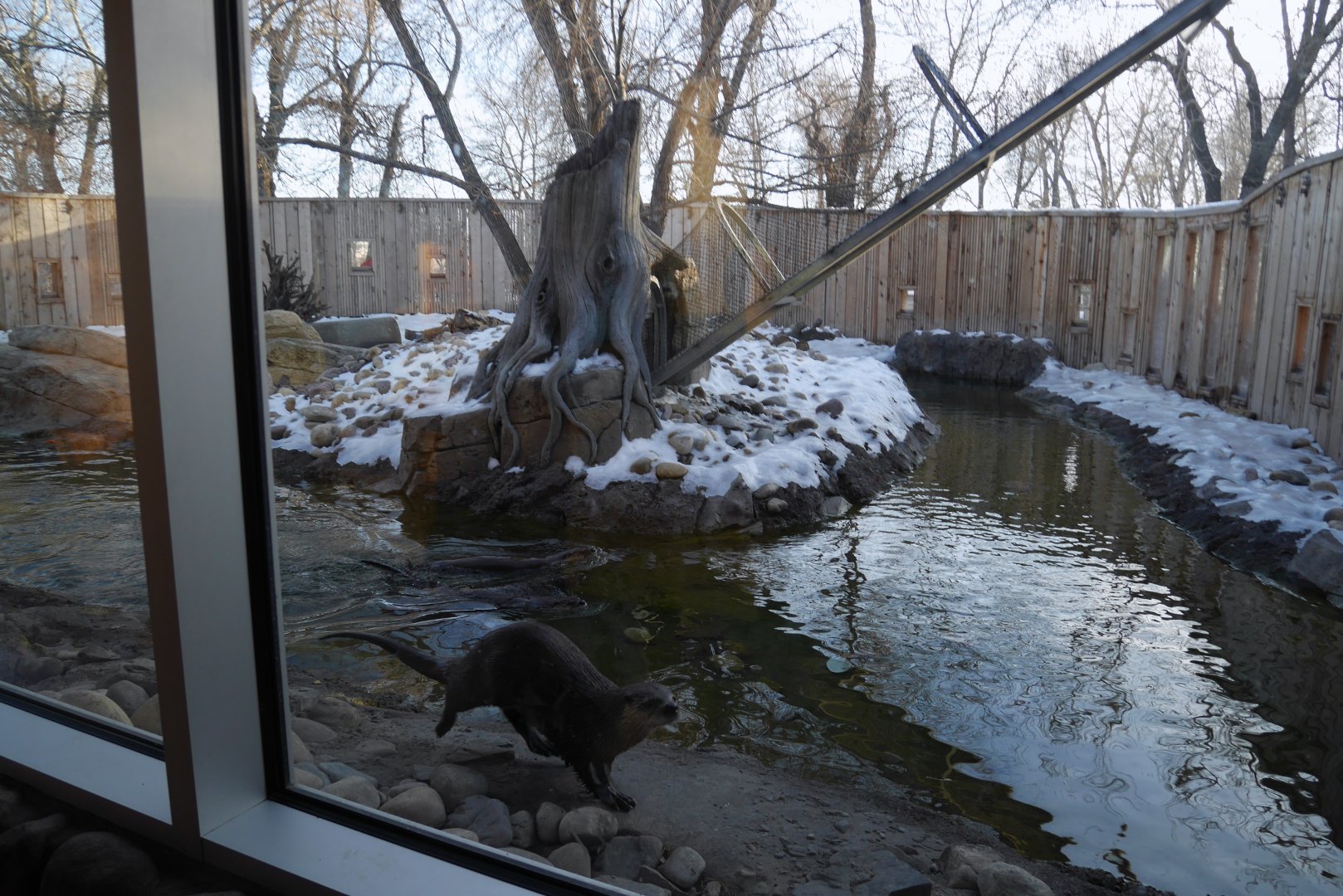 Wild Canada: BFF RL River Otter Exhibit 1
